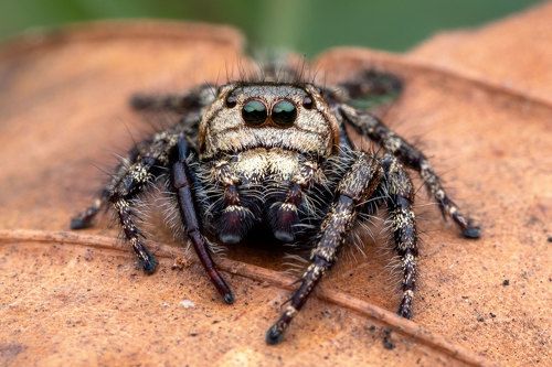 Jumping Spider