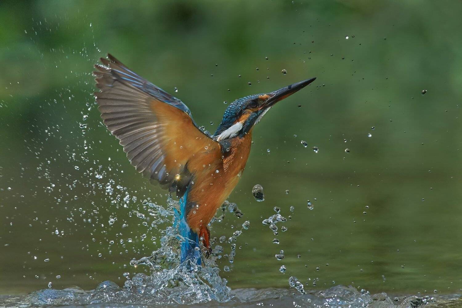 , Калин Ботев