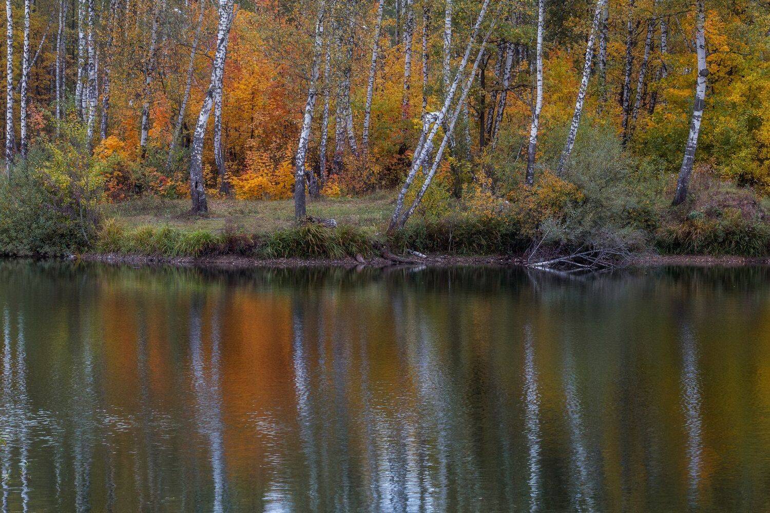природа, пейзаж, отражение, осень, настроение, пожар, березы, лес, Мартыненко Дмитрий