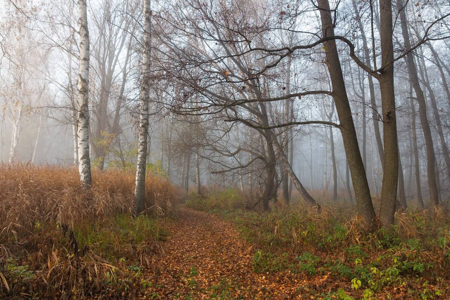 осень, туман, Руслан Востриков