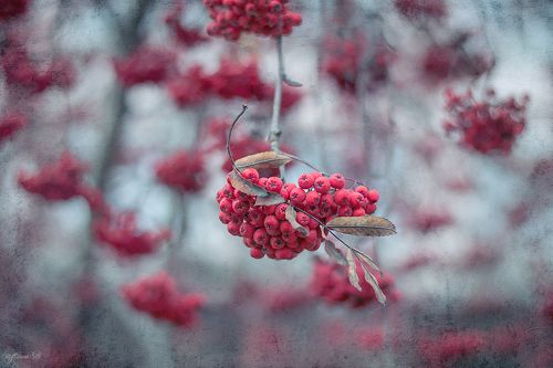 Медленно уходит осень...