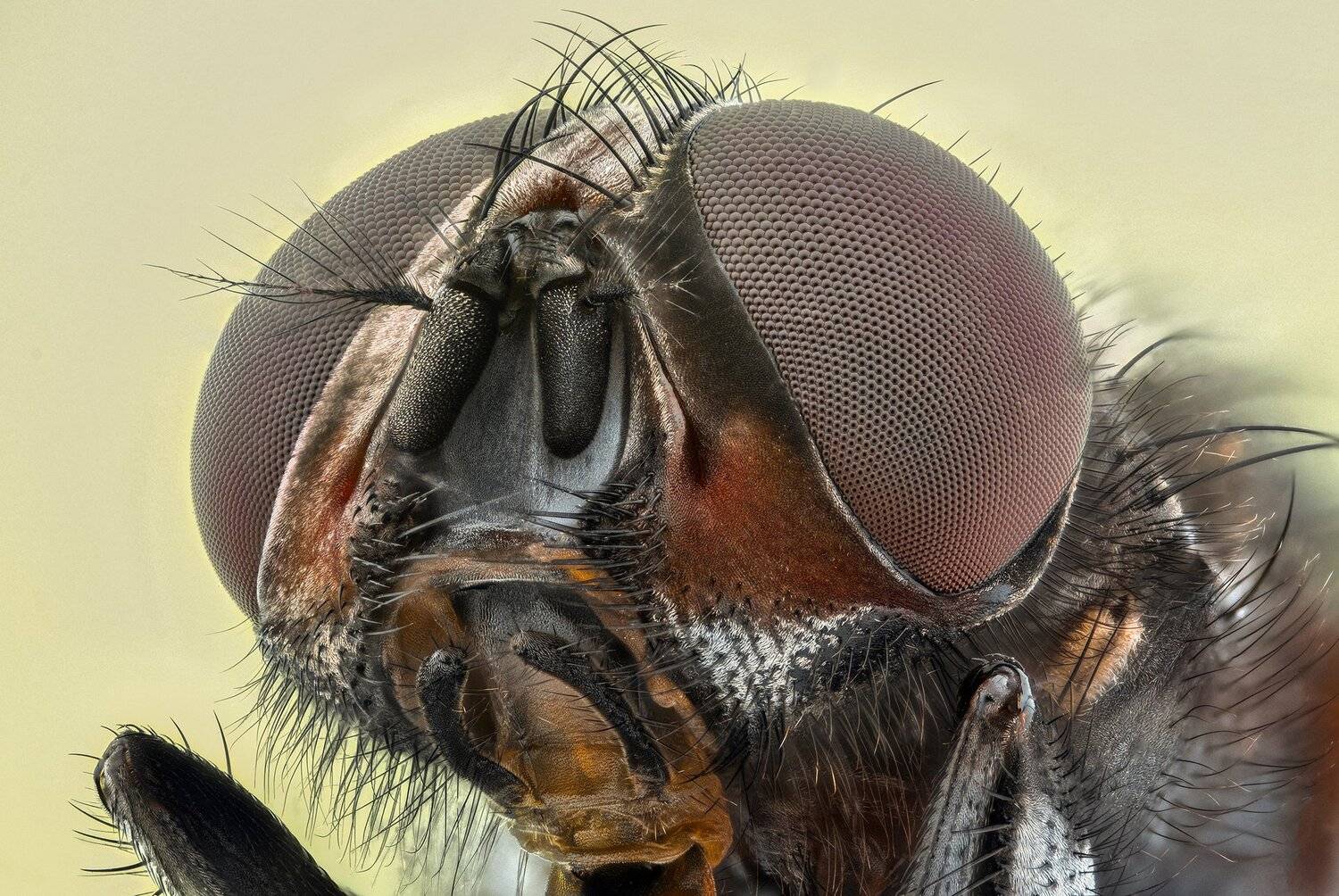 ceclii, macro, extrememacro, nikon d3400, semiplan 6.3, Tsvetan Ganev