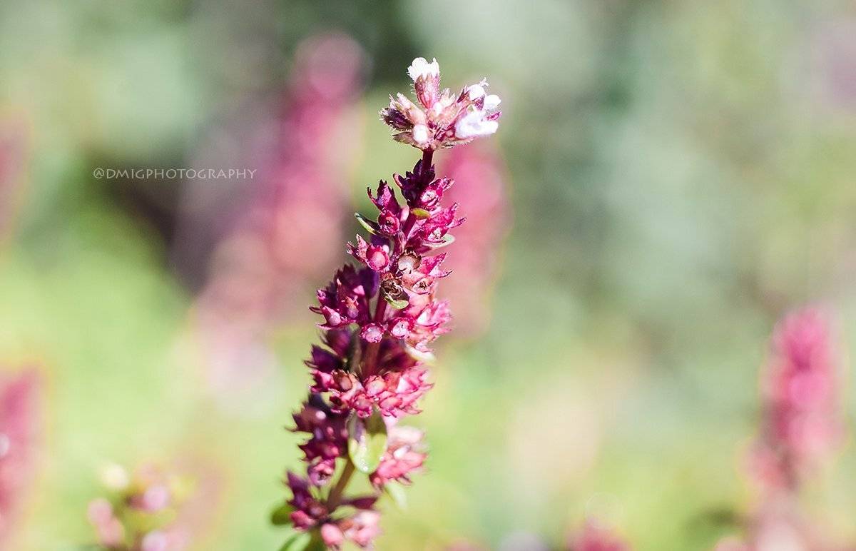 макро, цветы, природа, макромир, макросъёмка, гелиос44_2, осень, солнце, растение, , Дмитрий Гусалов