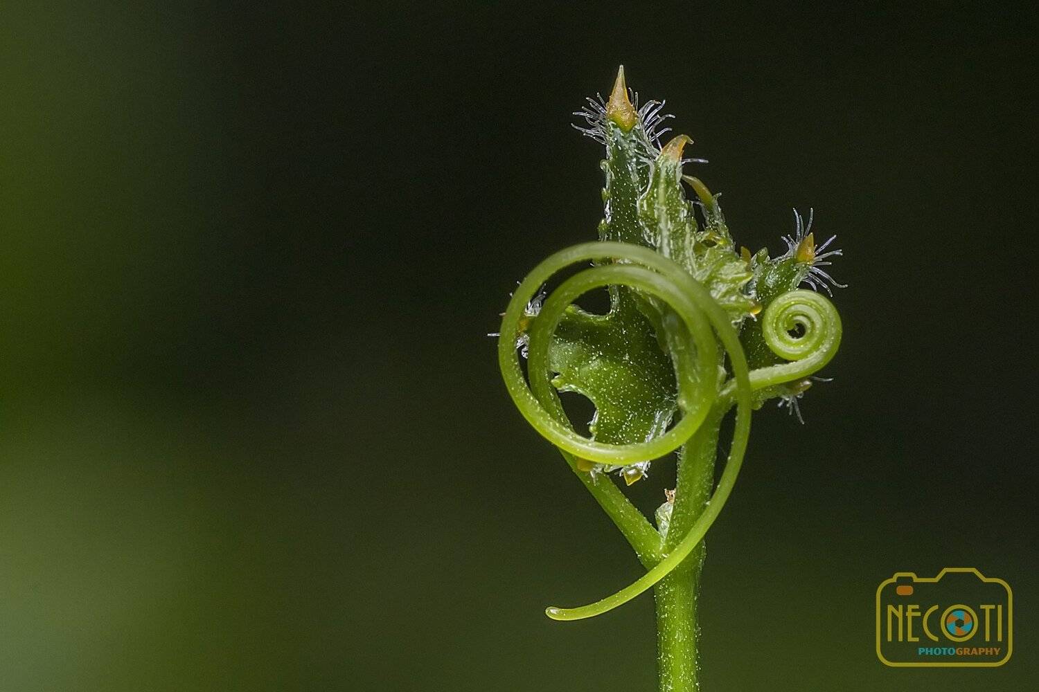 macro, leaf, green, fresh, NeCoTi ChonTin
