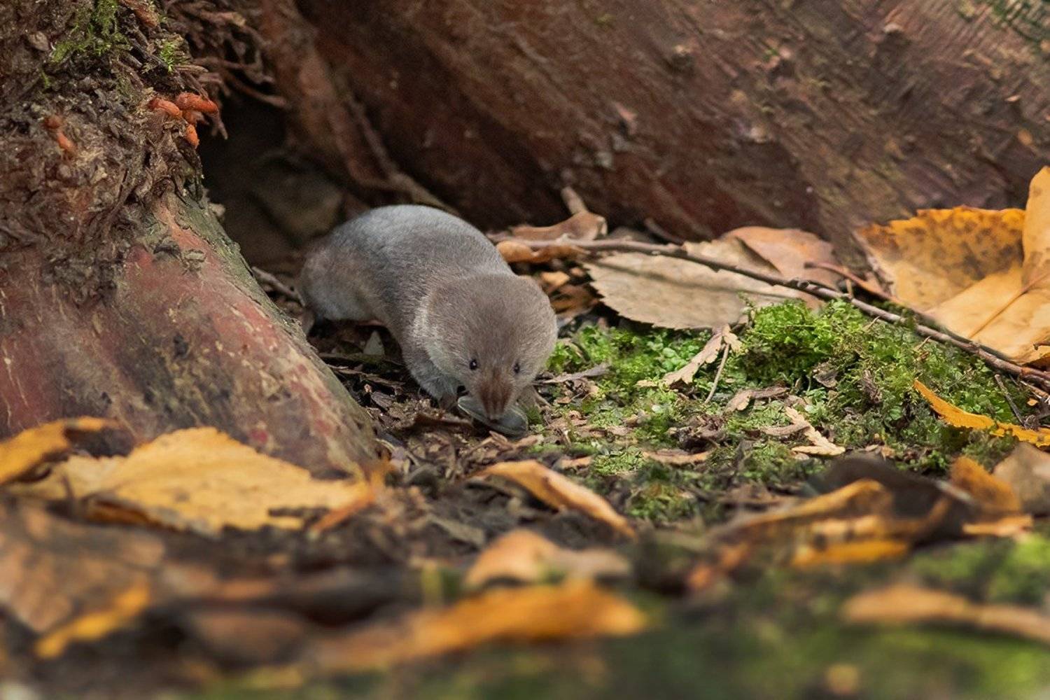 бурозубка, нора, лес, Наталия Сытина