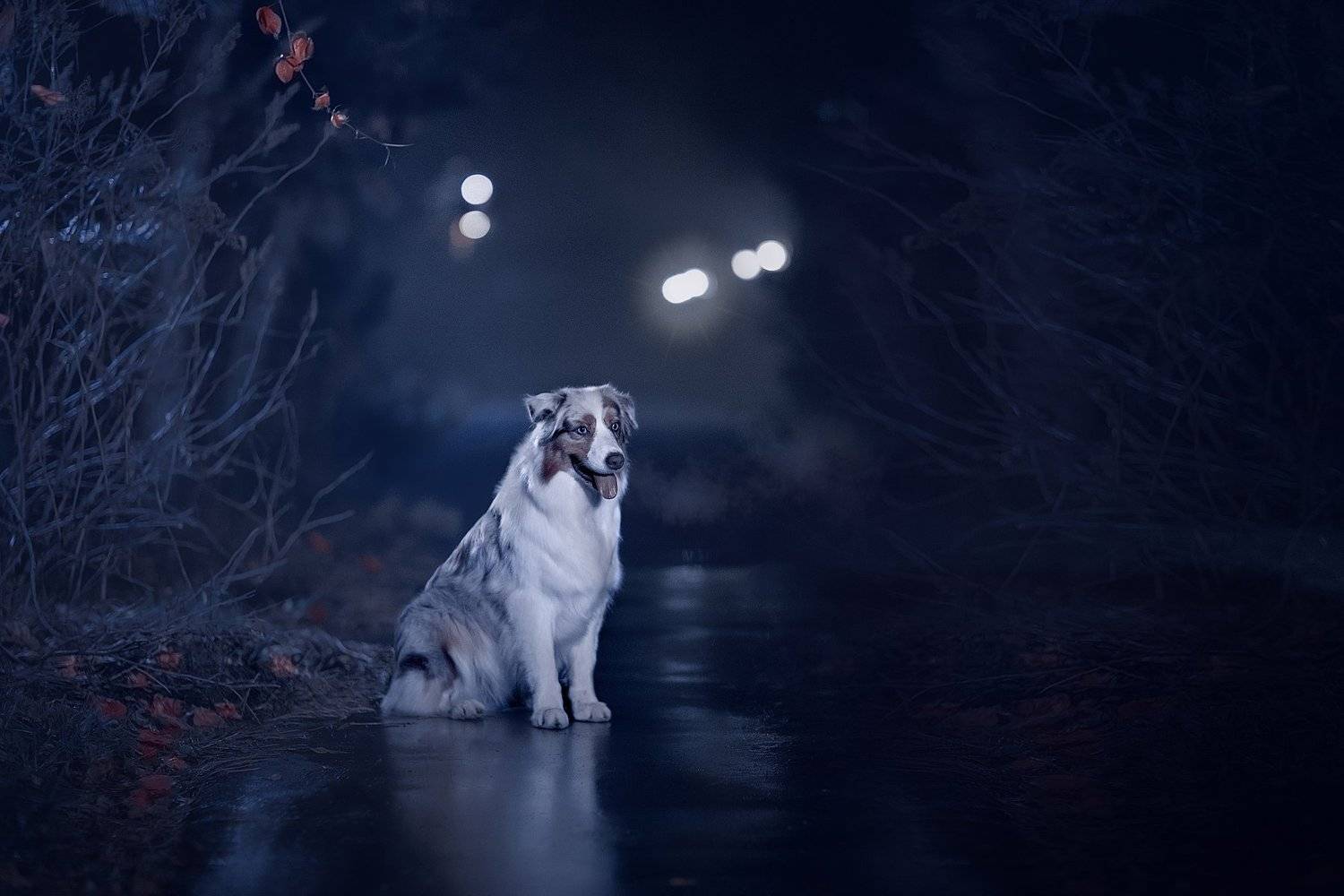 , Светлана Писарева