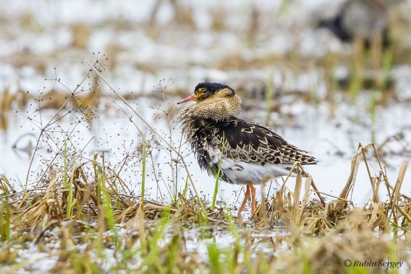 турухтан, Philomachus pugnax Турухтан фото превью