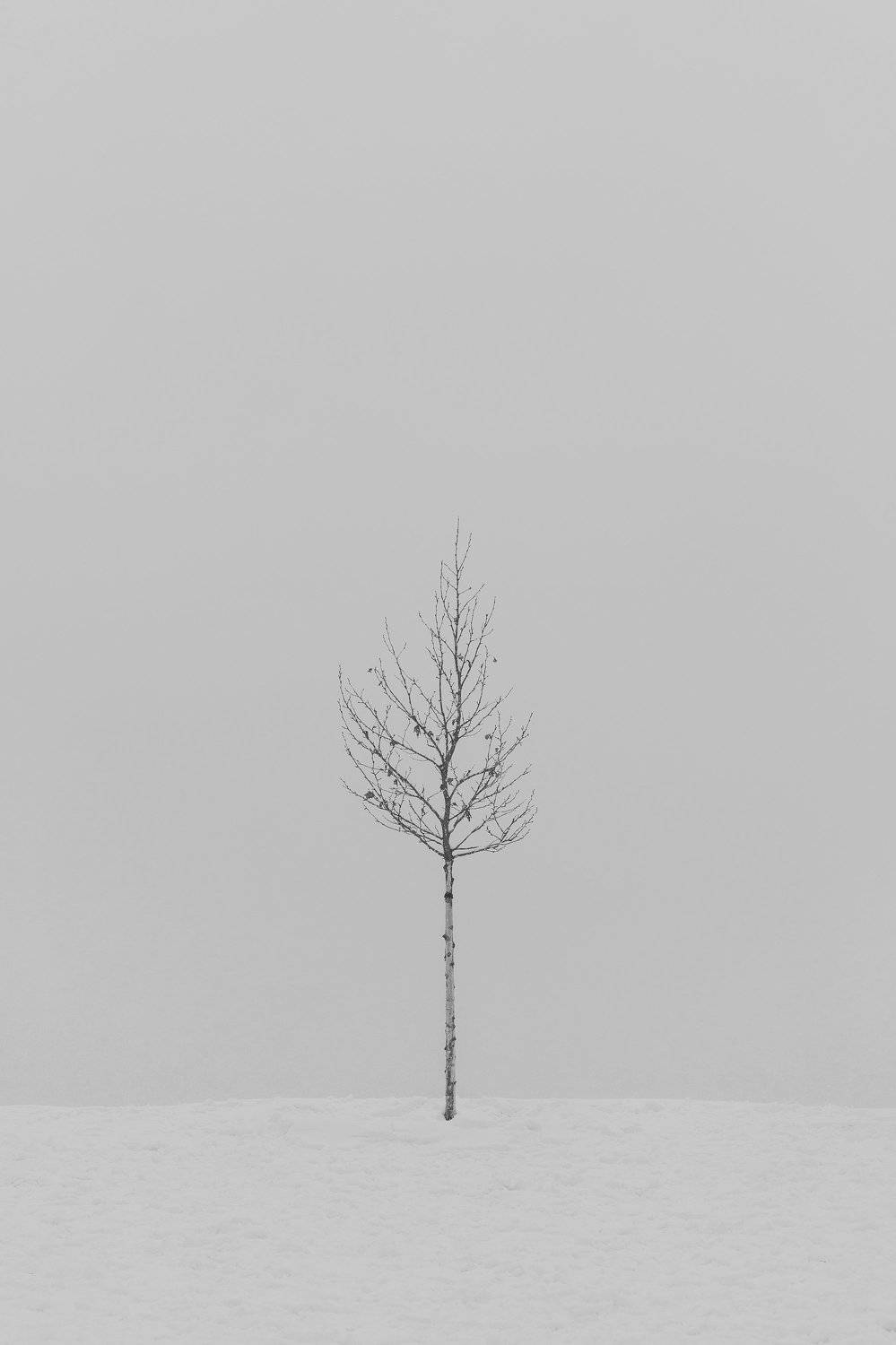 mohib ali photography, Mohib Ali