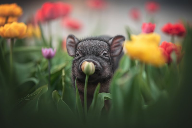 ... фото превью