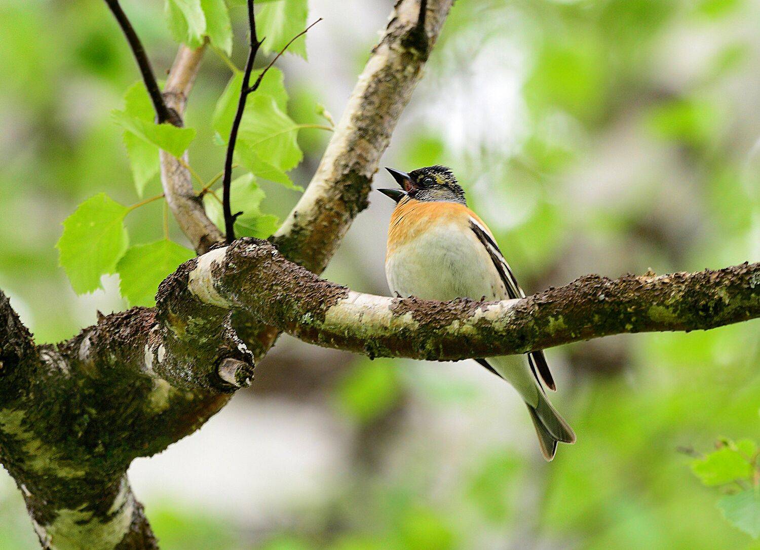 , Михаил Белоусов