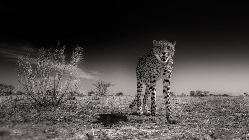 Любопытный кот. фото превью