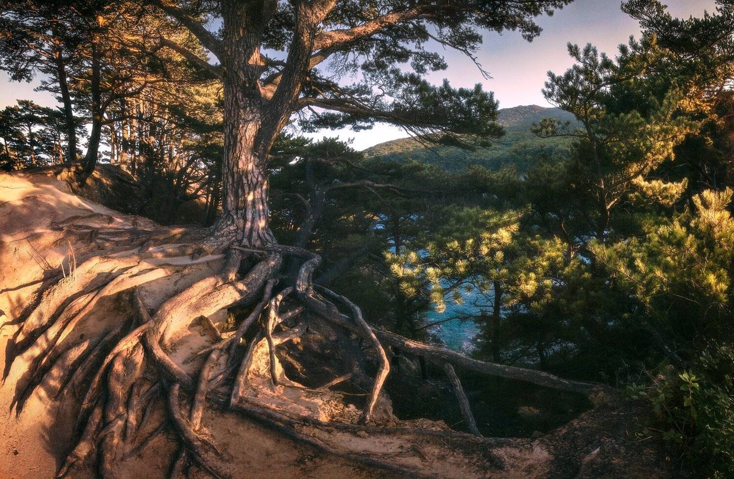 лес, деревья, осень, Андрей Кровлин