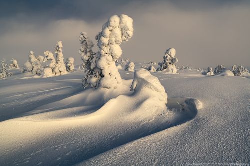 Лес зимой
