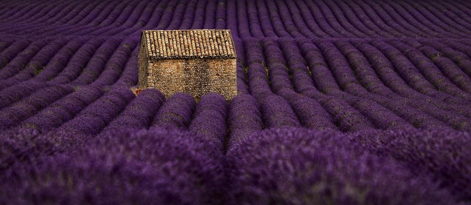 лаванда, поля, дом, Александр Безмолитвенный