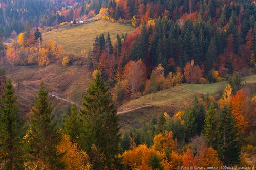 Village Houses and autumn foliage trees in the mountains. Meadow and forest in the carpathian mountains