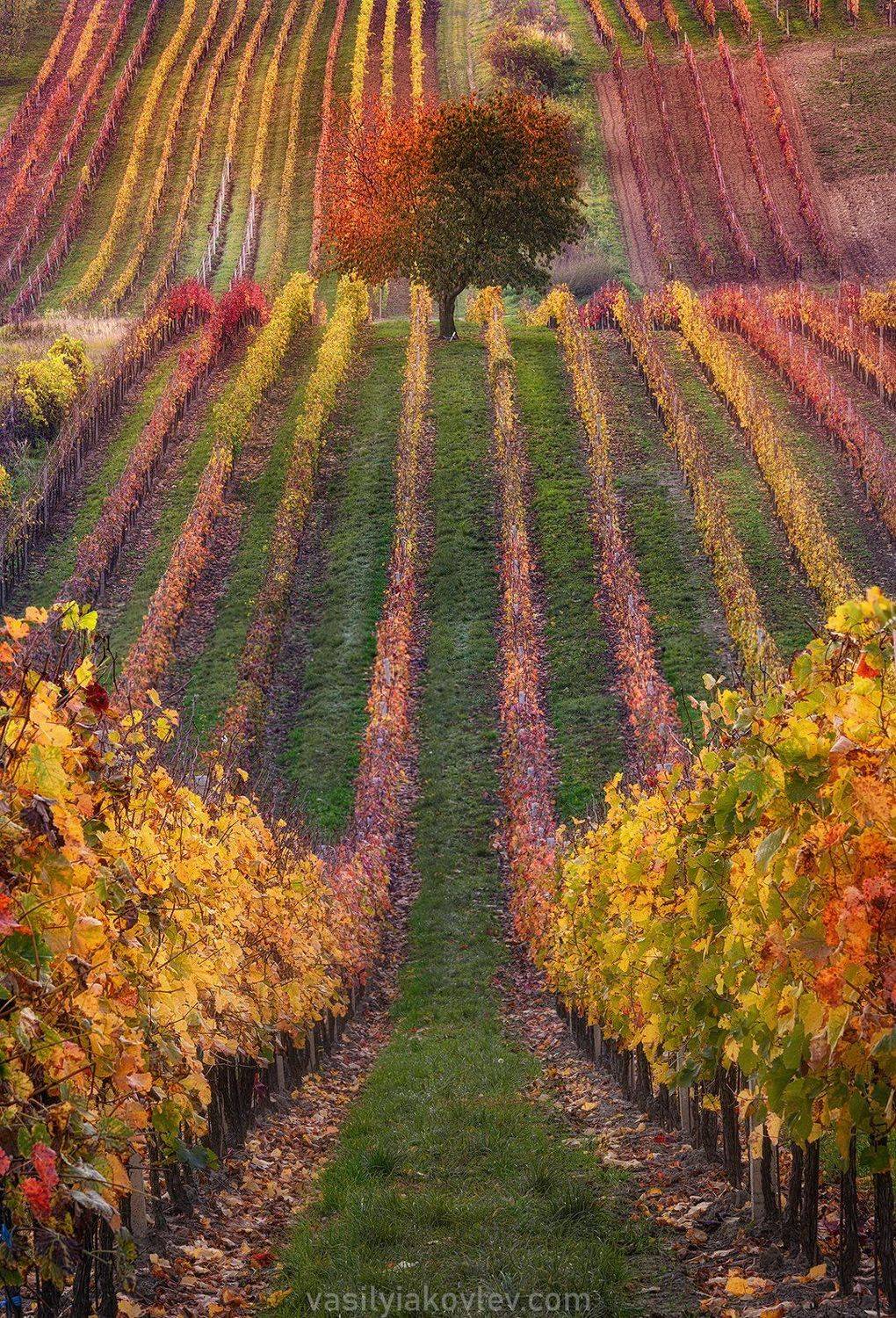 моравия, чехия, осень, Василий Яковлев