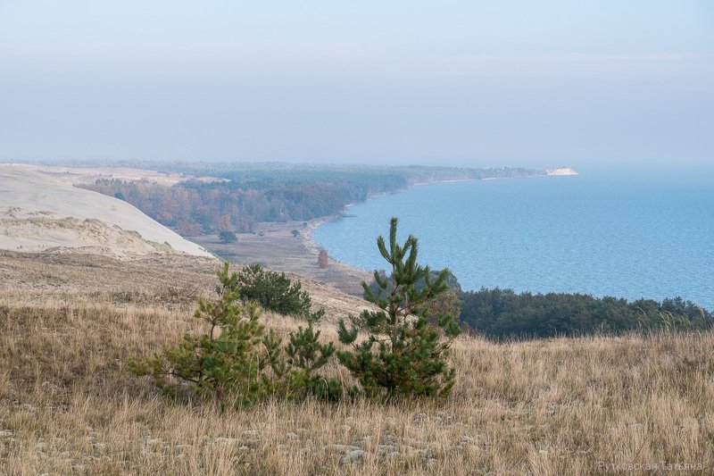 Вид на мыс Грабст. НП Куршская коса фото превью