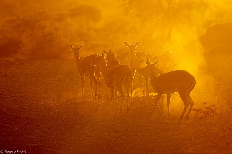 dust фото превью