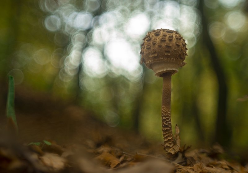 Macrolepiota Procera фото превью
