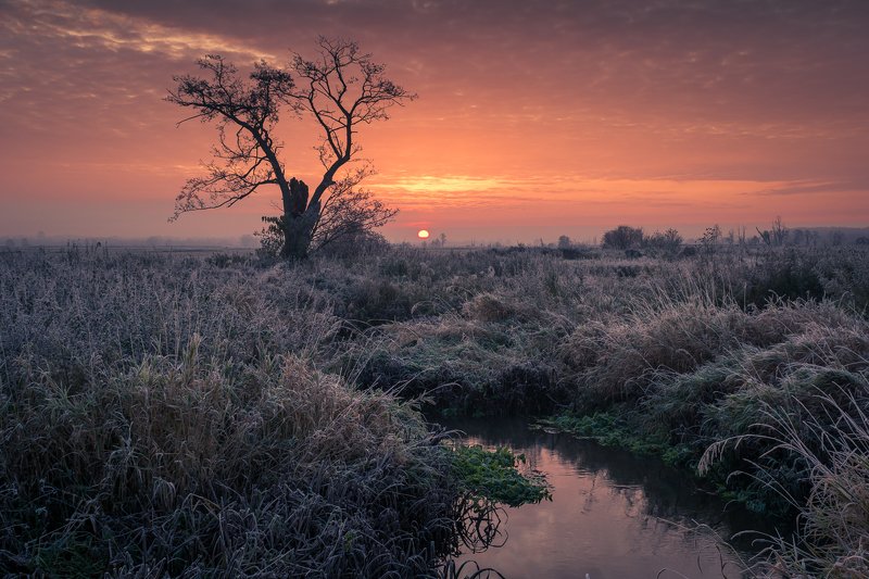 landscape, frozen, morning, nature, tree, river, water, sunrise, sun, clouds, Morning on the Rzadza River фото превью
