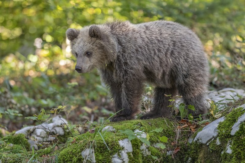 brown bear ursus arctros cute cub фото превью