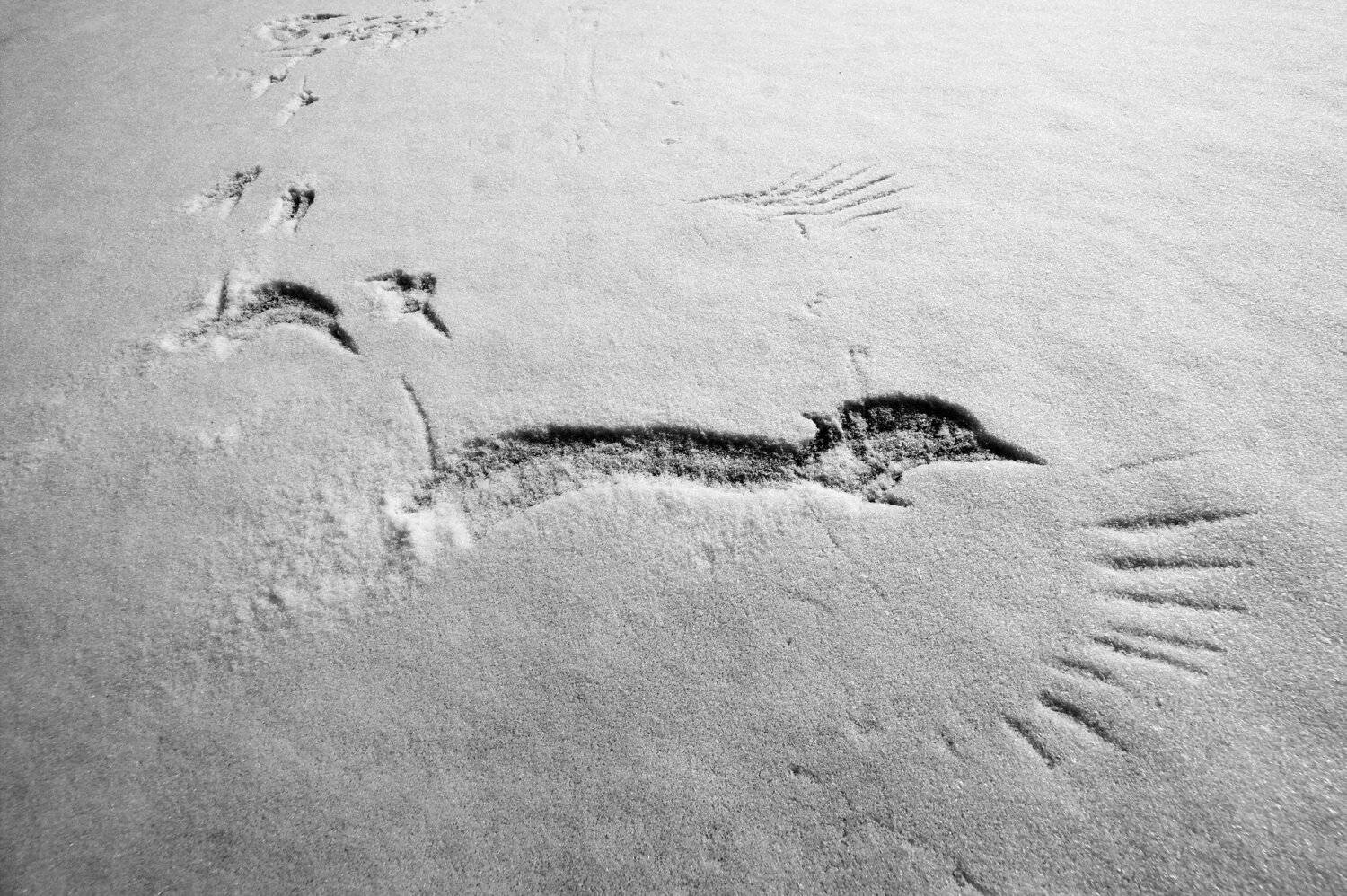 Лёд, снег, следы, птица, крылья, клюв, Дмитрий Ткаченко