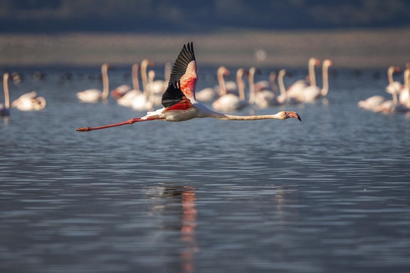 pink flamingo фото превью