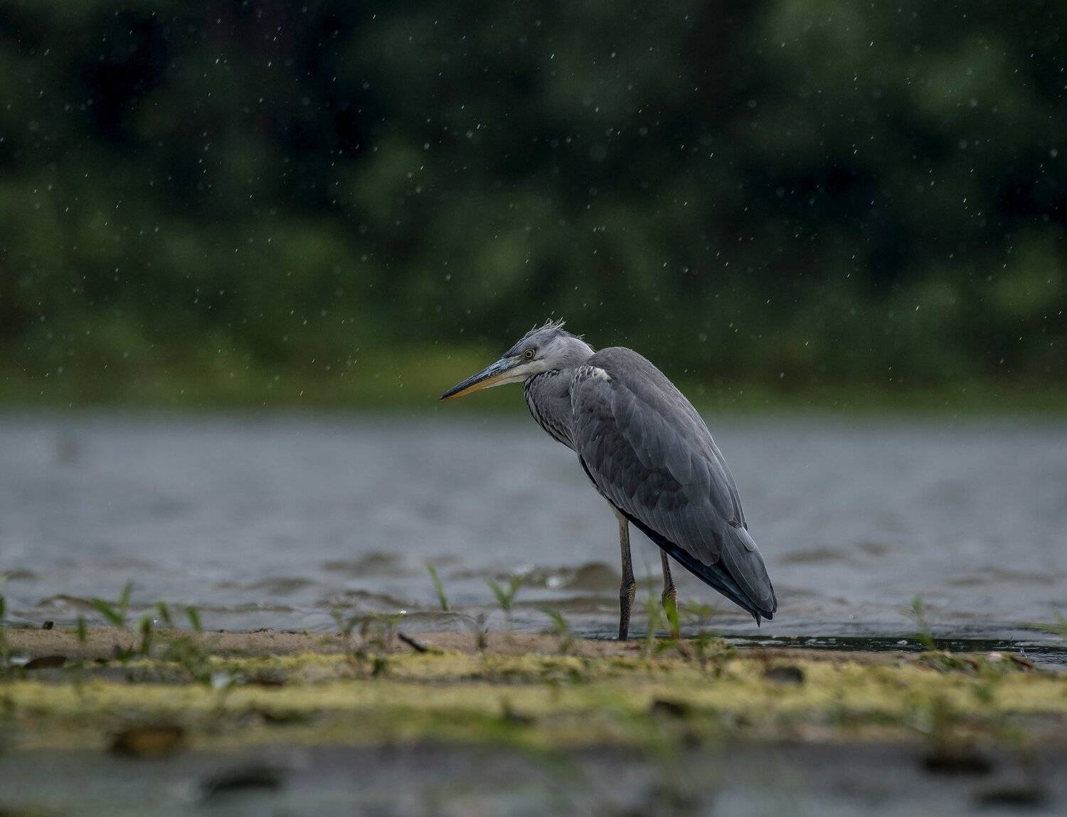 птицы,природа, лето, Андрей Киселёв