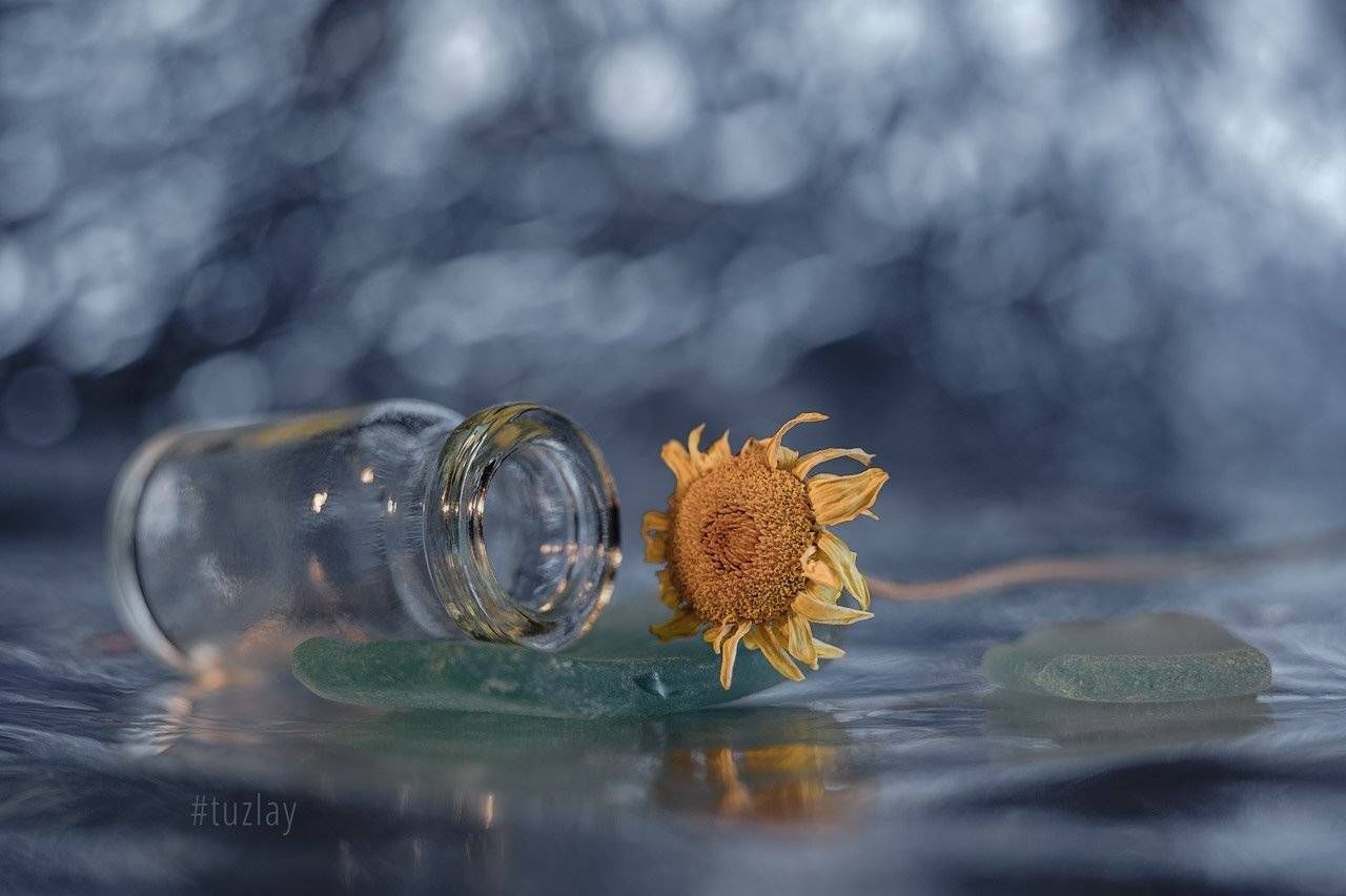 пупавка, боке, сушеный цветок, гелиос 44, Владимир Тузлай