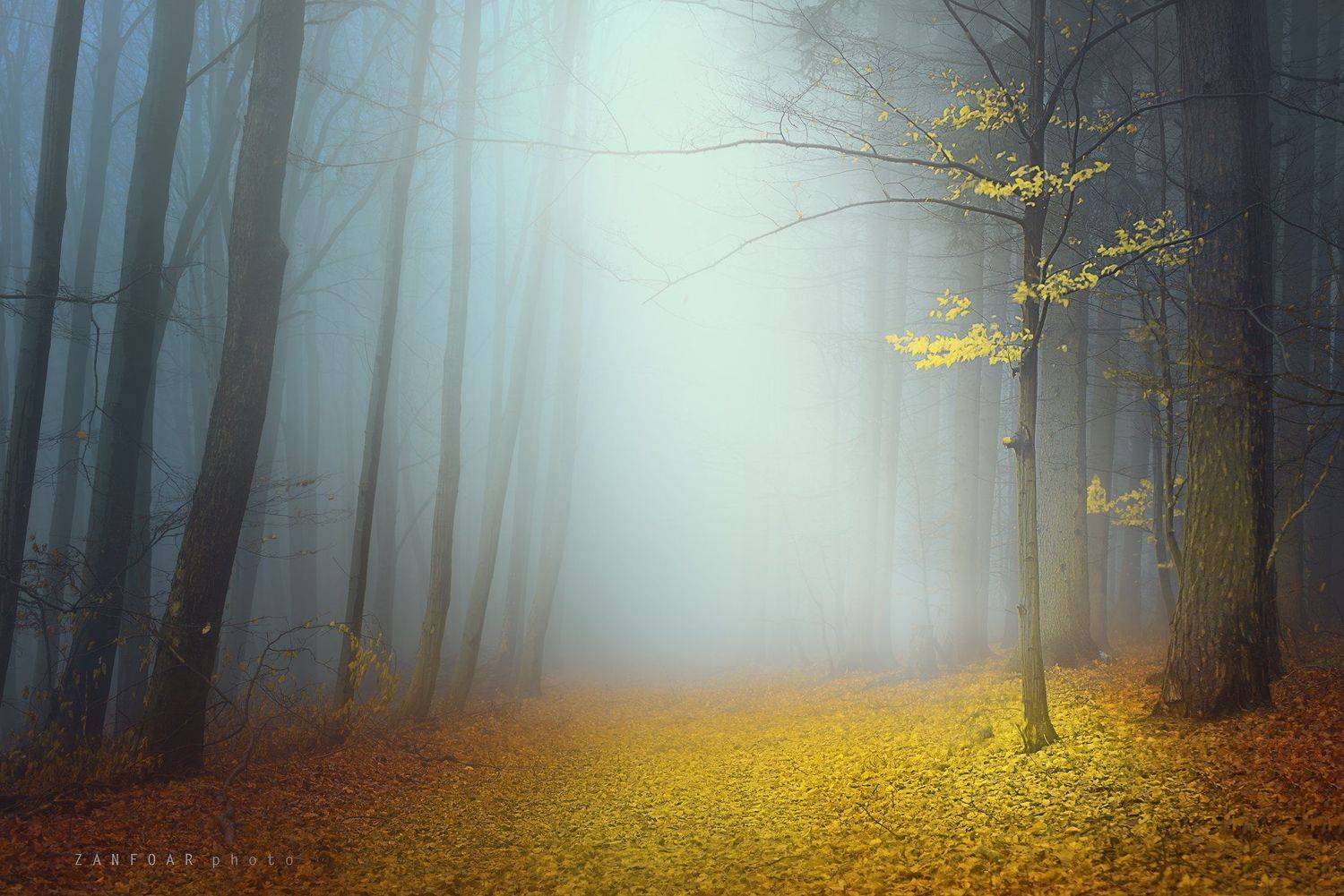 туман, лес,zanfoar,nikon d750,moravia,bohemia,чехия,  Zanfoar