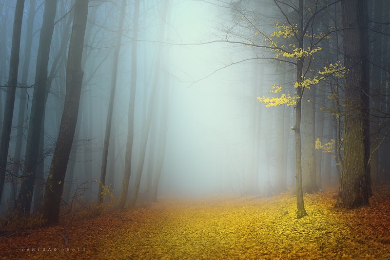туман, лес,zanfoar,nikon d750,moravia,bohemia,чехия туман в лесу фото превью