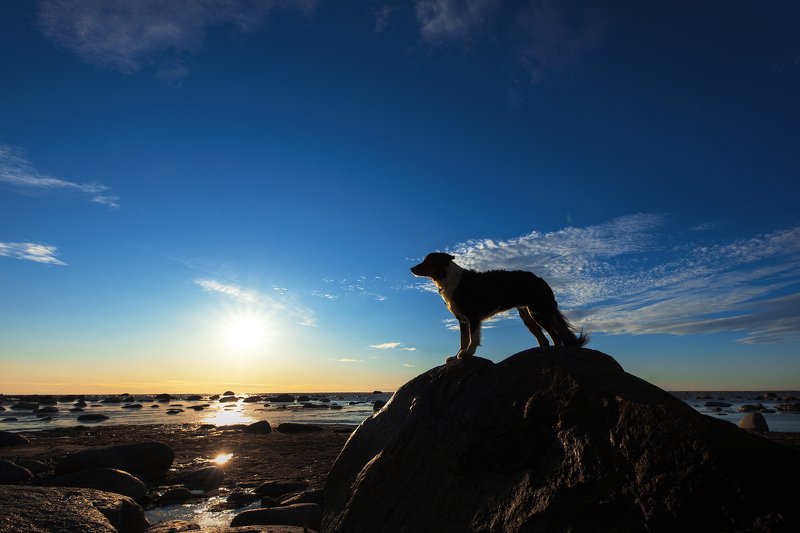 bordercollie, sunset, dog Joy фото превью