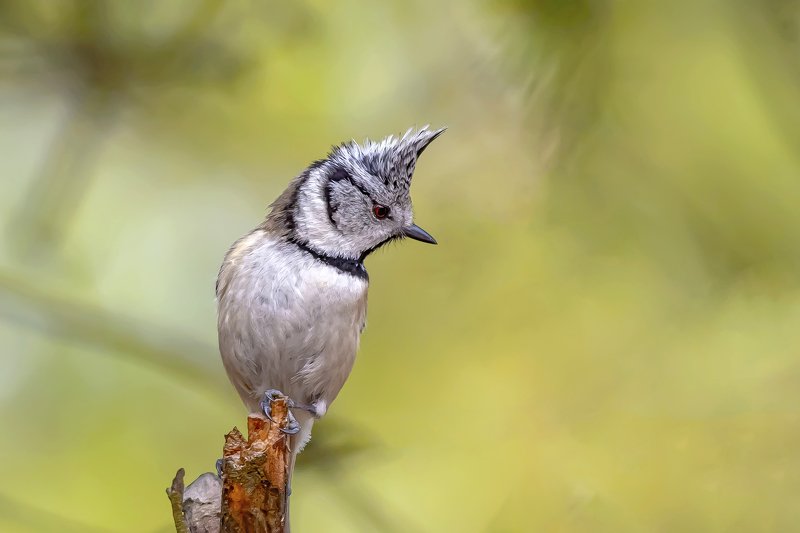 Crested tit фото превью