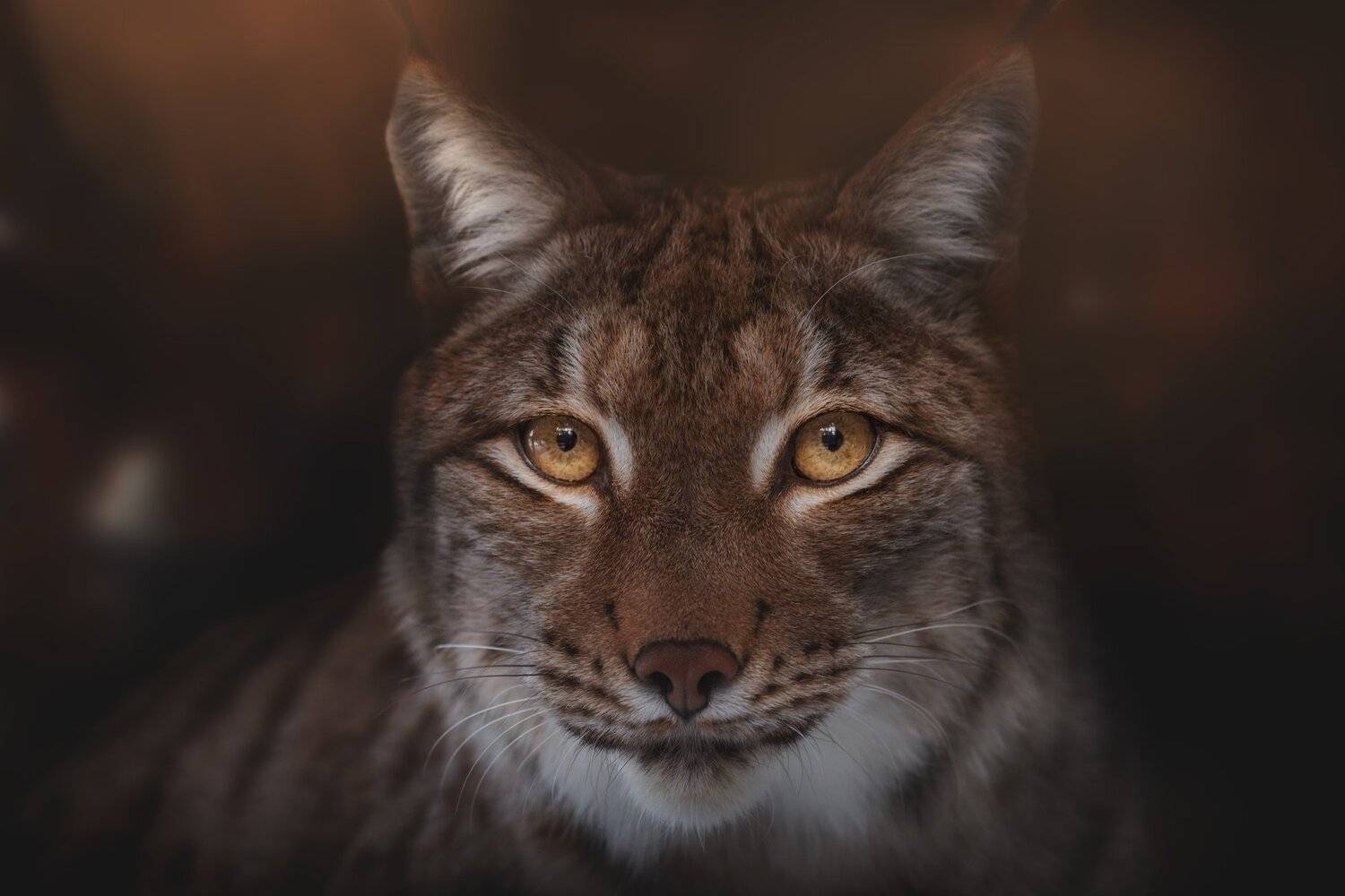 рысь, Олег Богданов