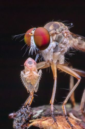 Robber Fly with kill