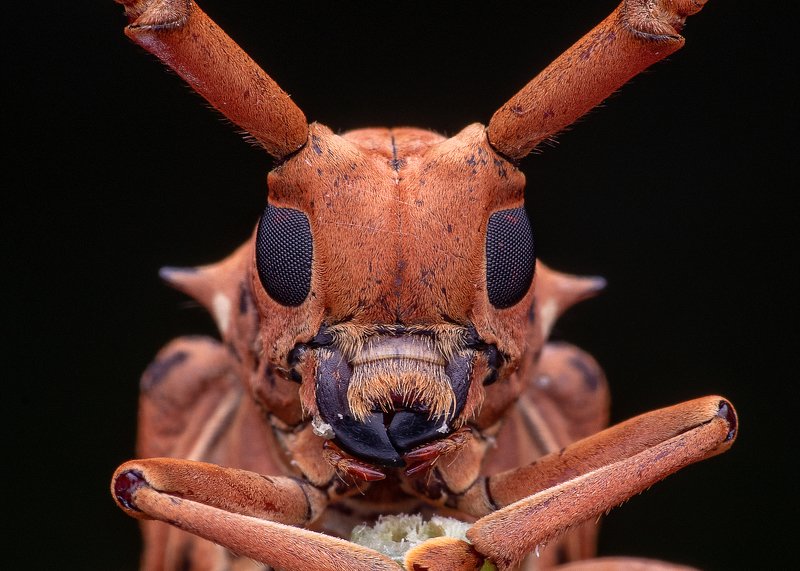 macro photography Longhorn beetles фото превью