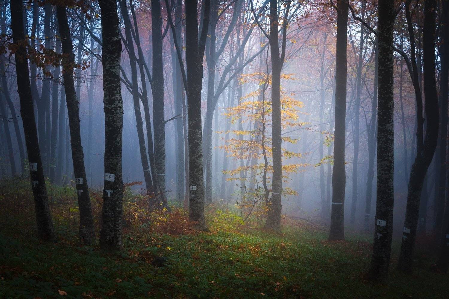 bulgaria, vitosha mountain,mountains,travel,adventure,autumn, journey, Mая Врънгова