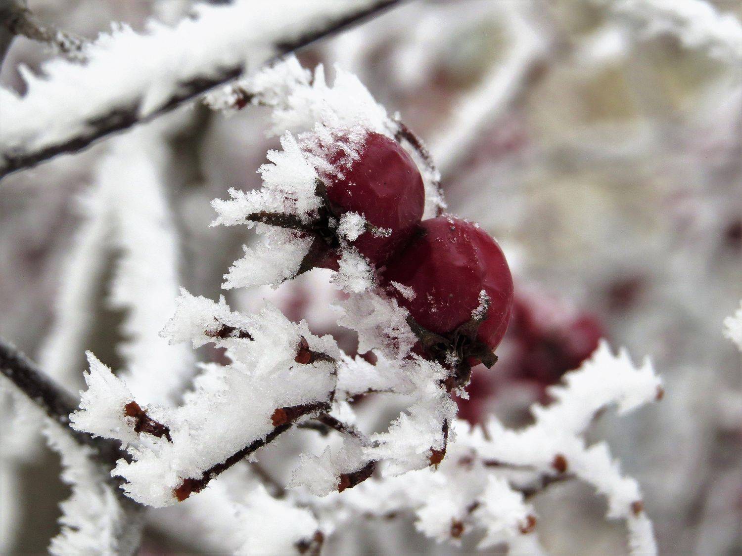 , ИГОРЬ МЕЛЬНИКОВ