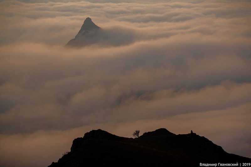 Акула фото превью
