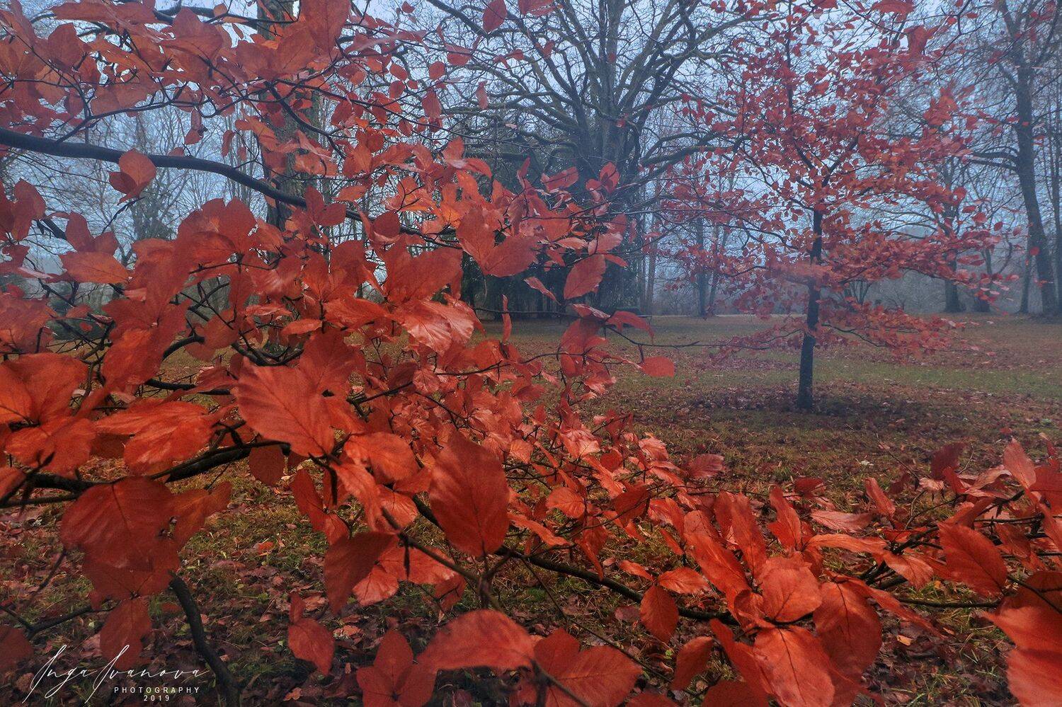 очарование осенних листьев поздней осенью, Инга Иванова
