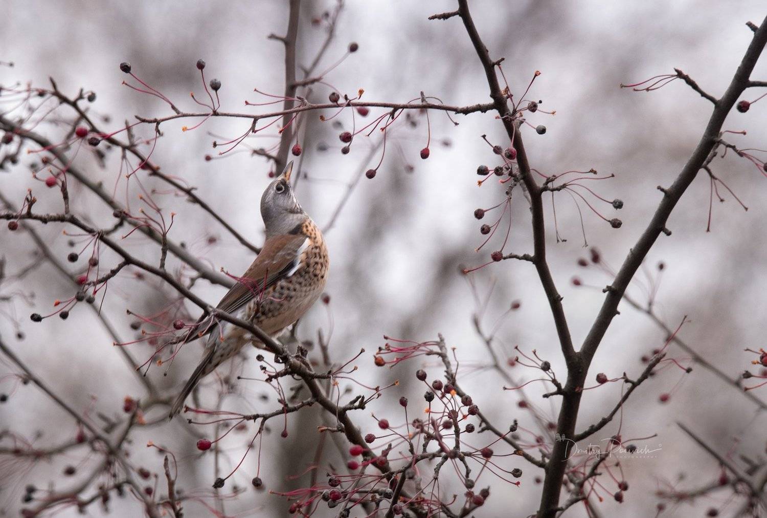 природа, лес, животные, птицы, Дмитрий Посевич