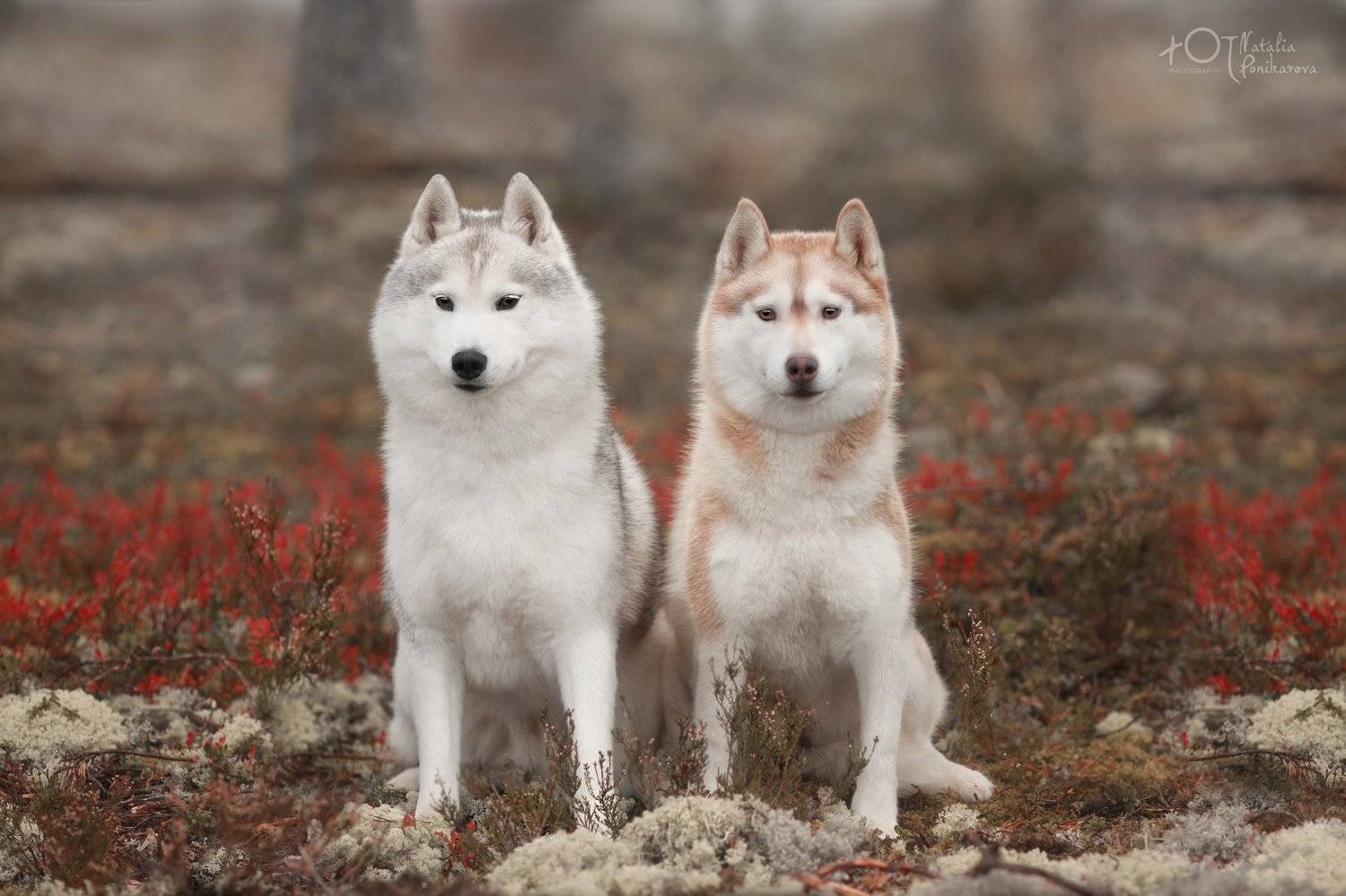 , Наталия Поникарова