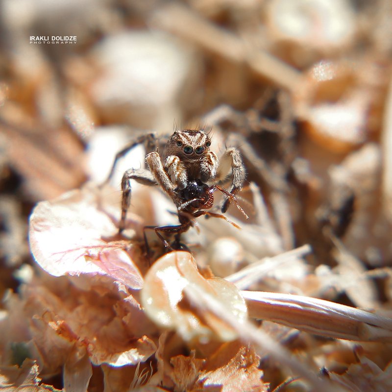 spider, ant, launch, eating, nature, outdoor, close-up, macro, photography Launch фото превью