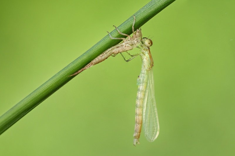 Damselfly фото превью