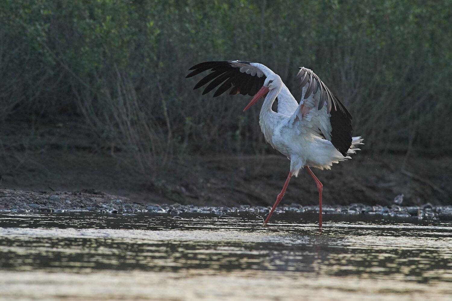 , Калин Ботев