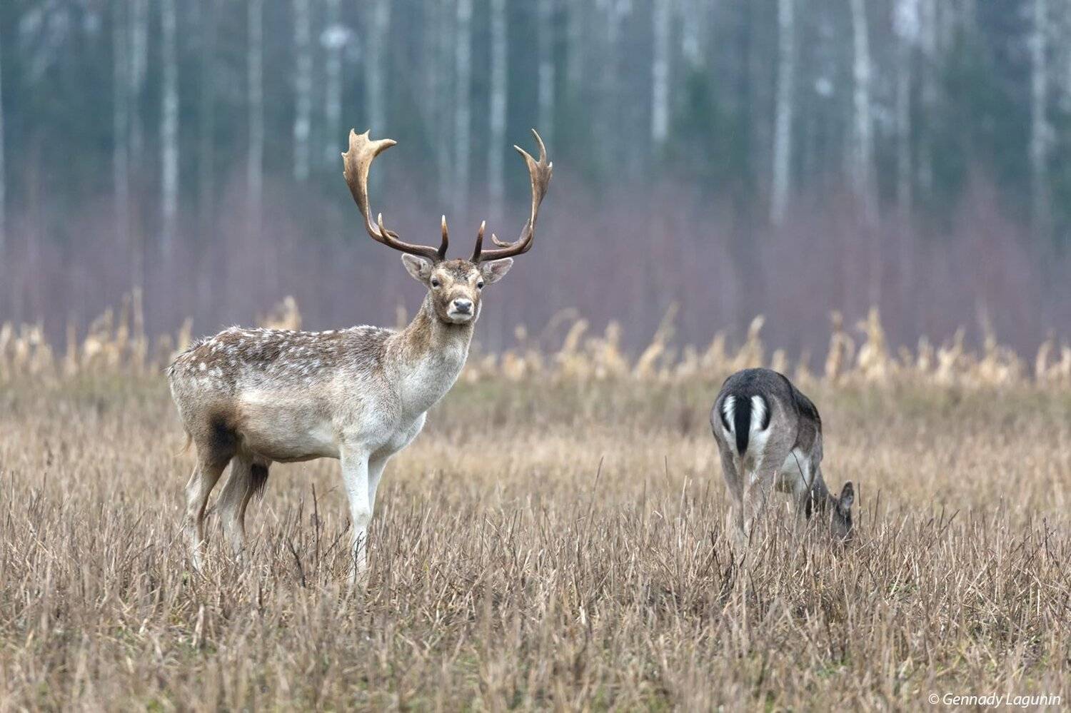 , Геннадий Лагунин