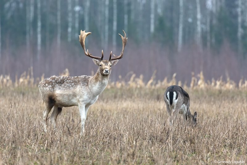 Настороже фото превью