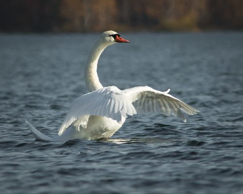 Белый лебедь