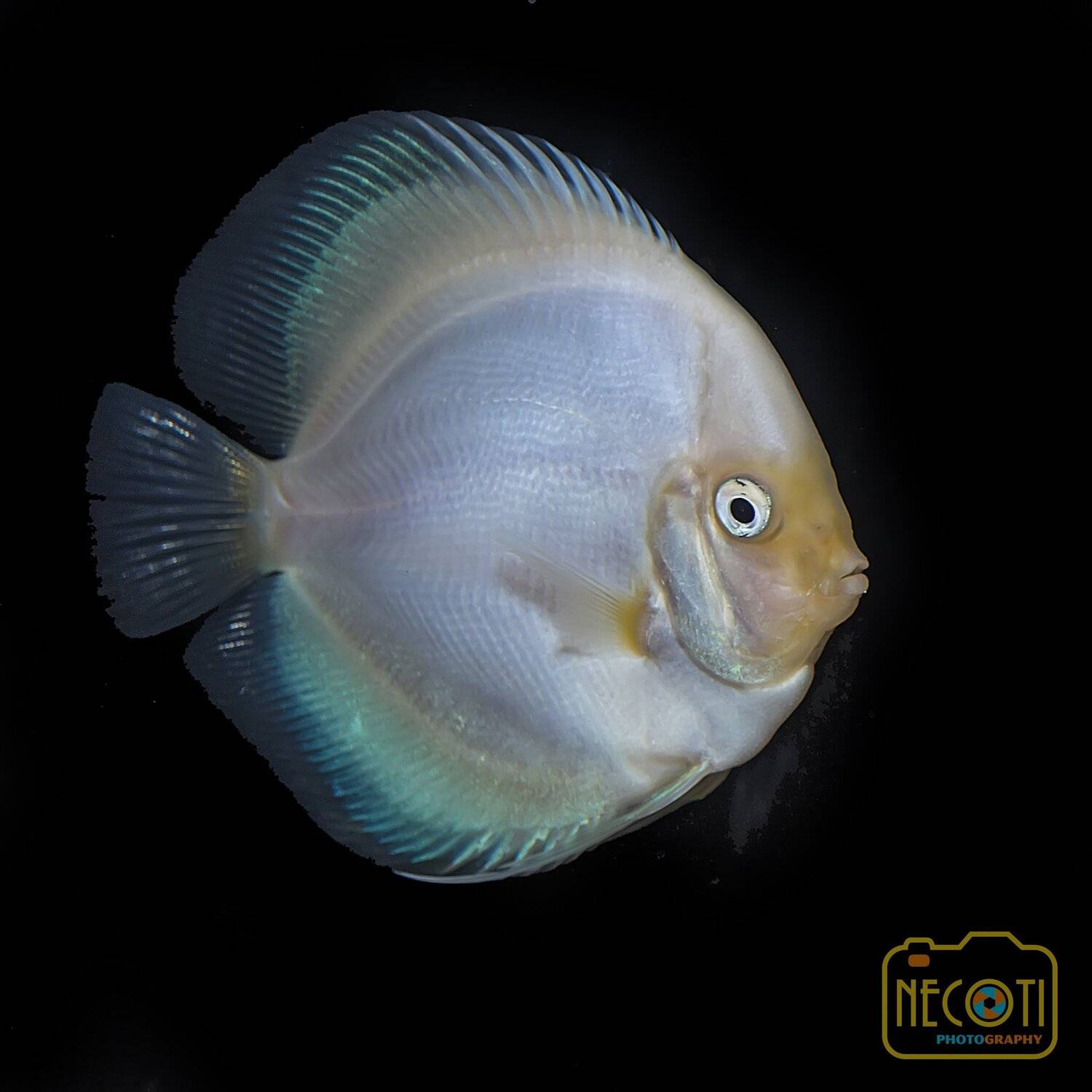 fish, white, beautiful, macro, water, NeCoTi ChonTin