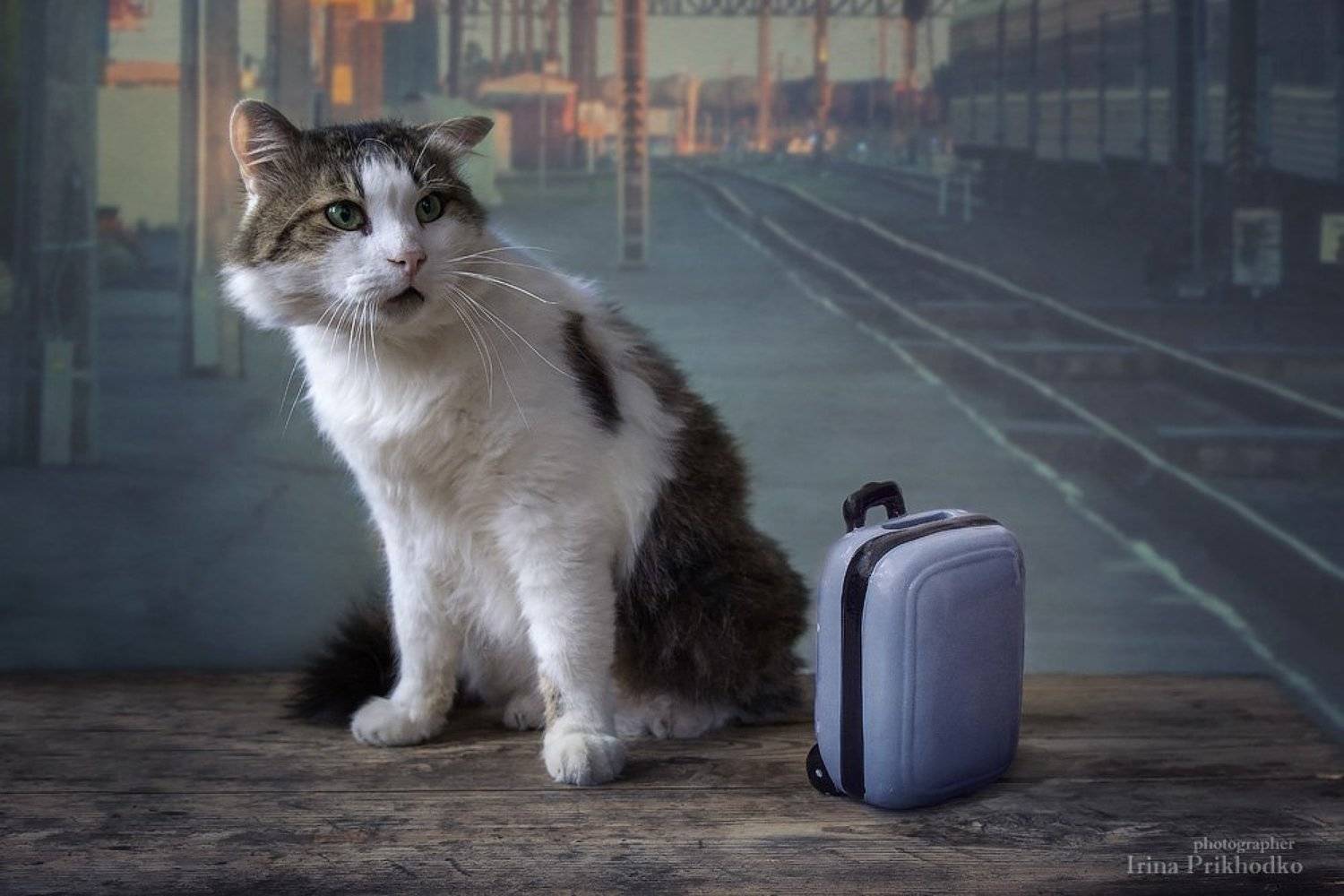 котопортрет, котонатюрморт, постановочное фото, художественное фото, кот Лёва, вокзал, домашние животные, Ирина Приходько